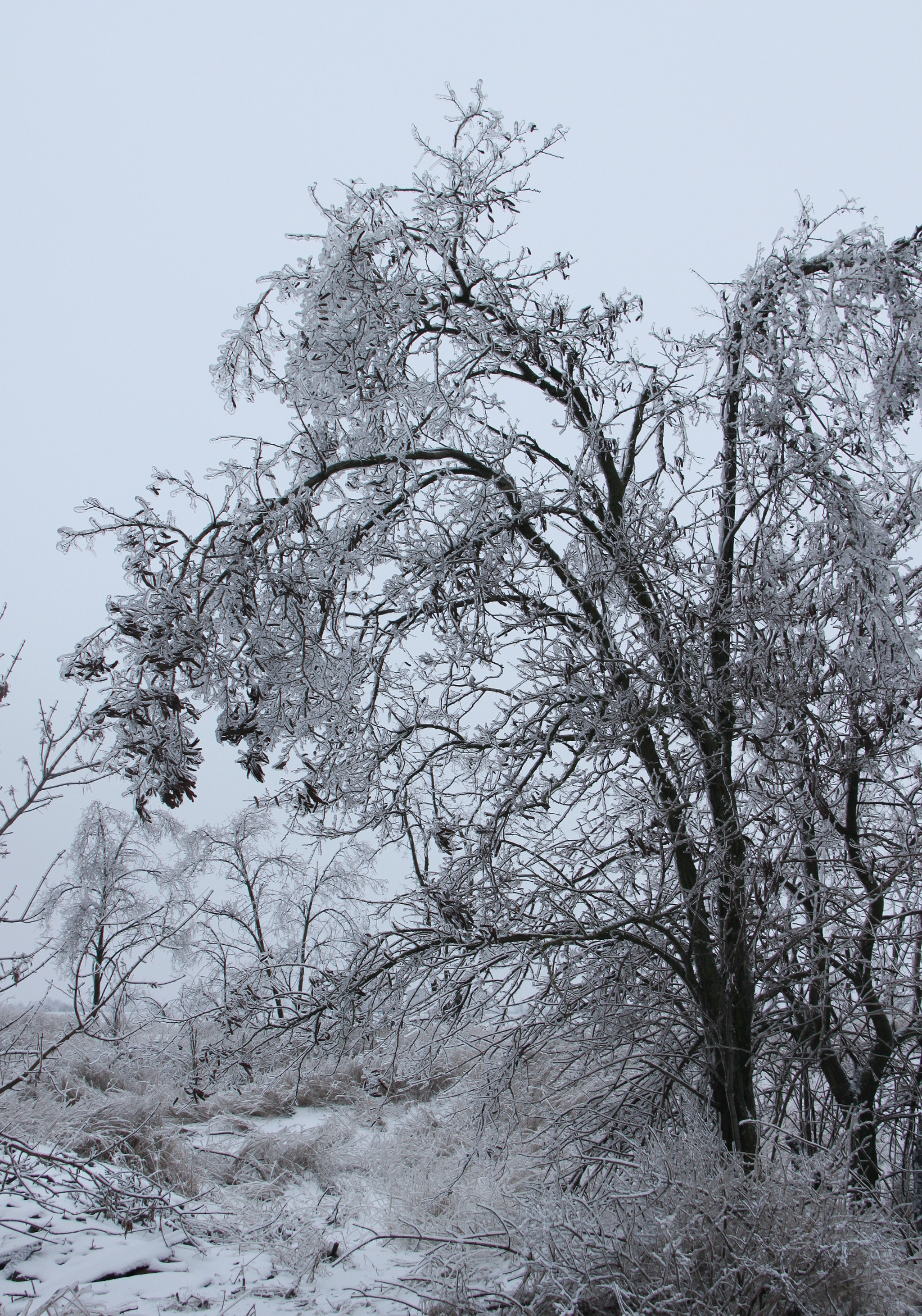 Canon EOS 500D (EOS Rebel T1i / EOS Kiss X3) sample photo. Ice tree photography