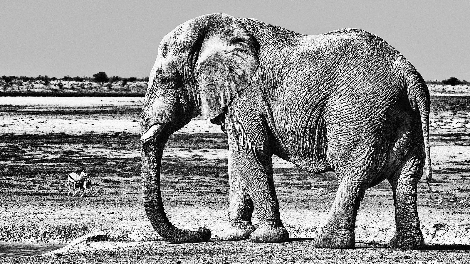 Pentax K-5 II sample photo. Elephant with extraordinarily long photography