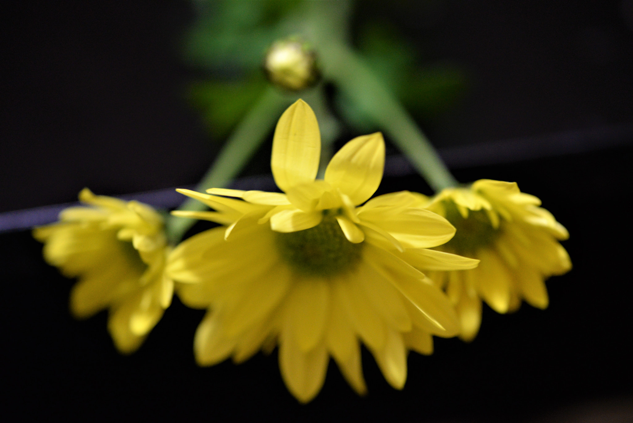 Sigma 105mm F2.8 EX DG OS HSM sample photo