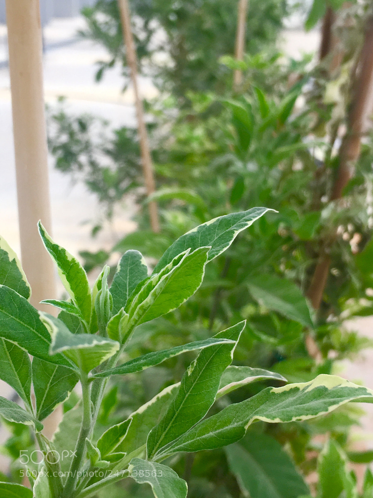 Apple iPhone 6s sample photo. Untitled photography