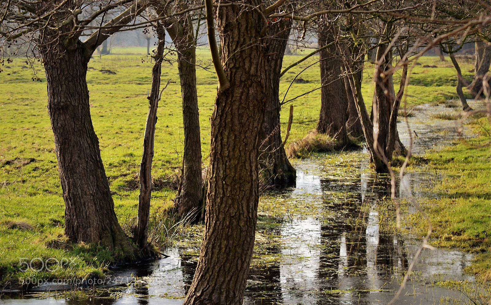Nikon D5100 sample photo. Wetland photography