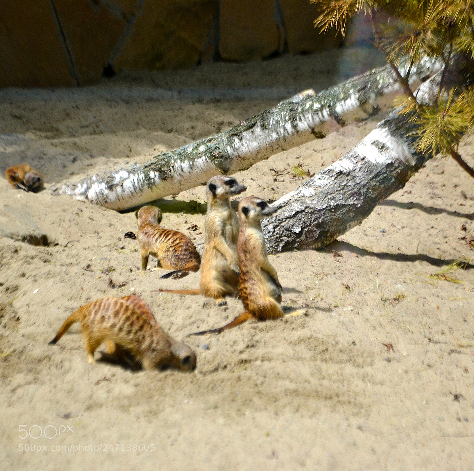 Nikon D3100 sample photo. Meerkats, novosibirsk zoo photography