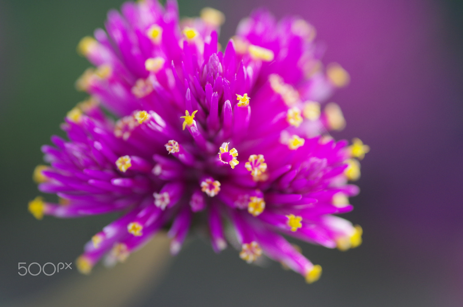 Pentax smc D-FA 100mm F2.8 Macro WR sample photo. Trifolium photography