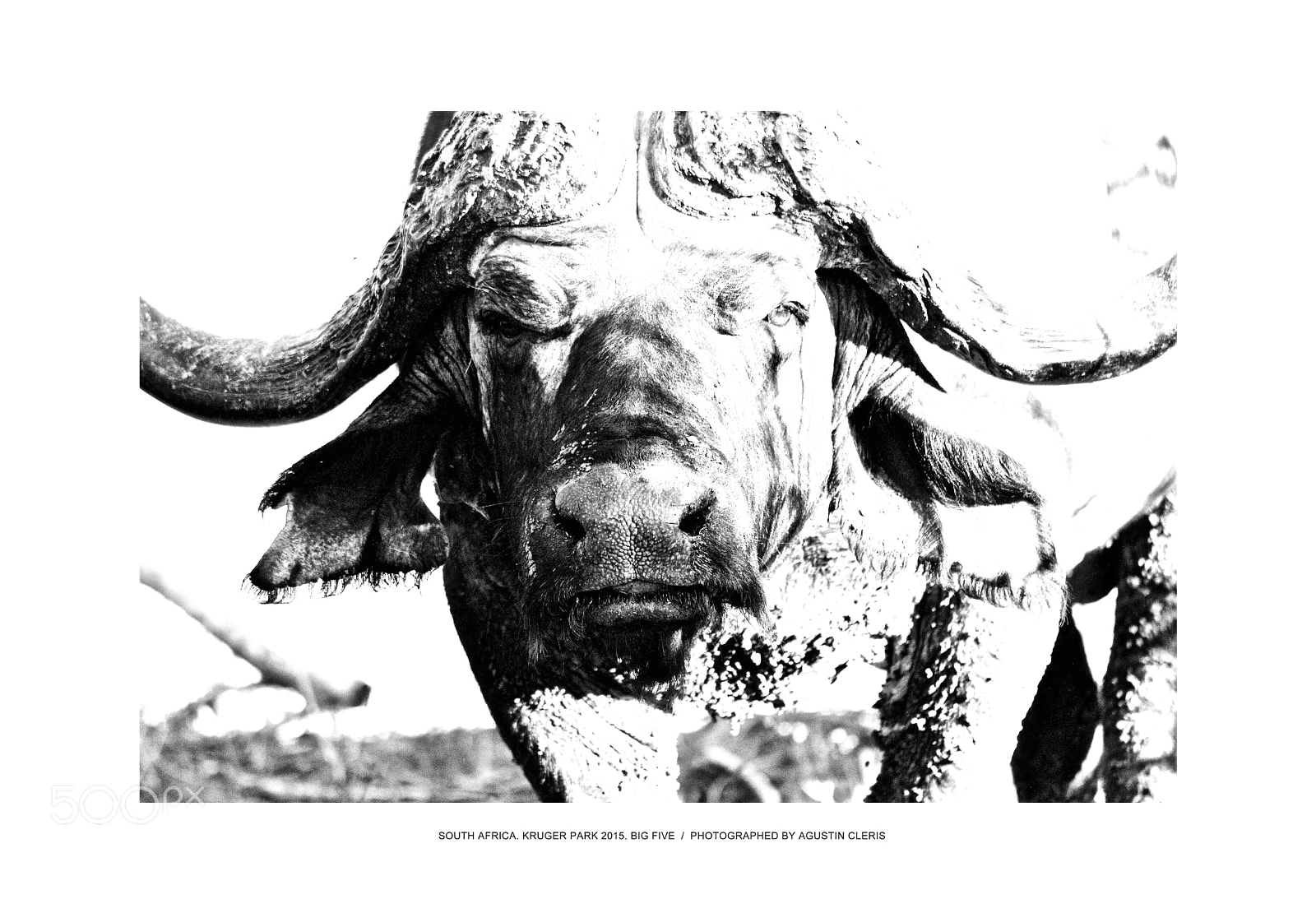 Canon EOS 600D (Rebel EOS T3i / EOS Kiss X5) sample photo. Buffalo, big five la photography