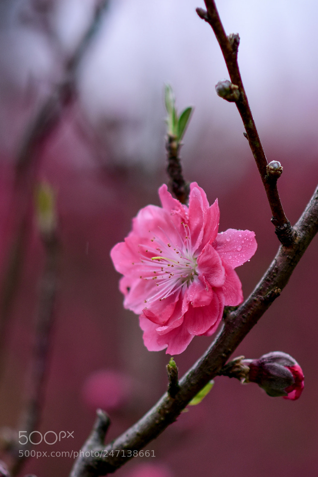 Nikon D810 sample photo. Amygdalus persica. photography