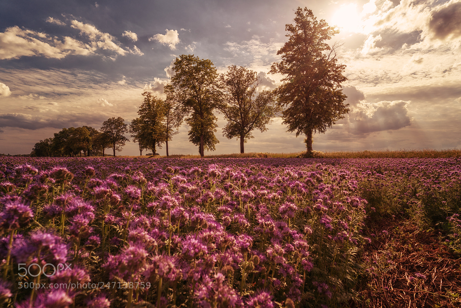Sony a7R II sample photo. Auf der stra e photography