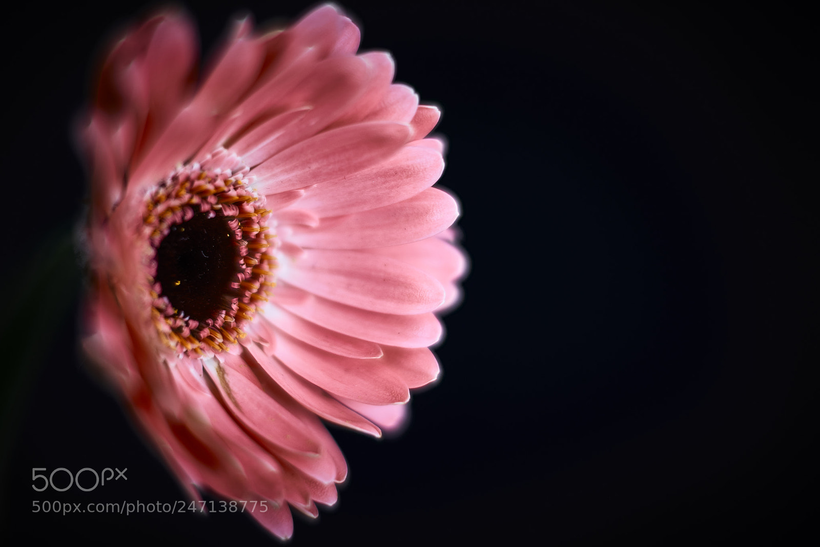 Nikon D800E sample photo. The soft look photography
