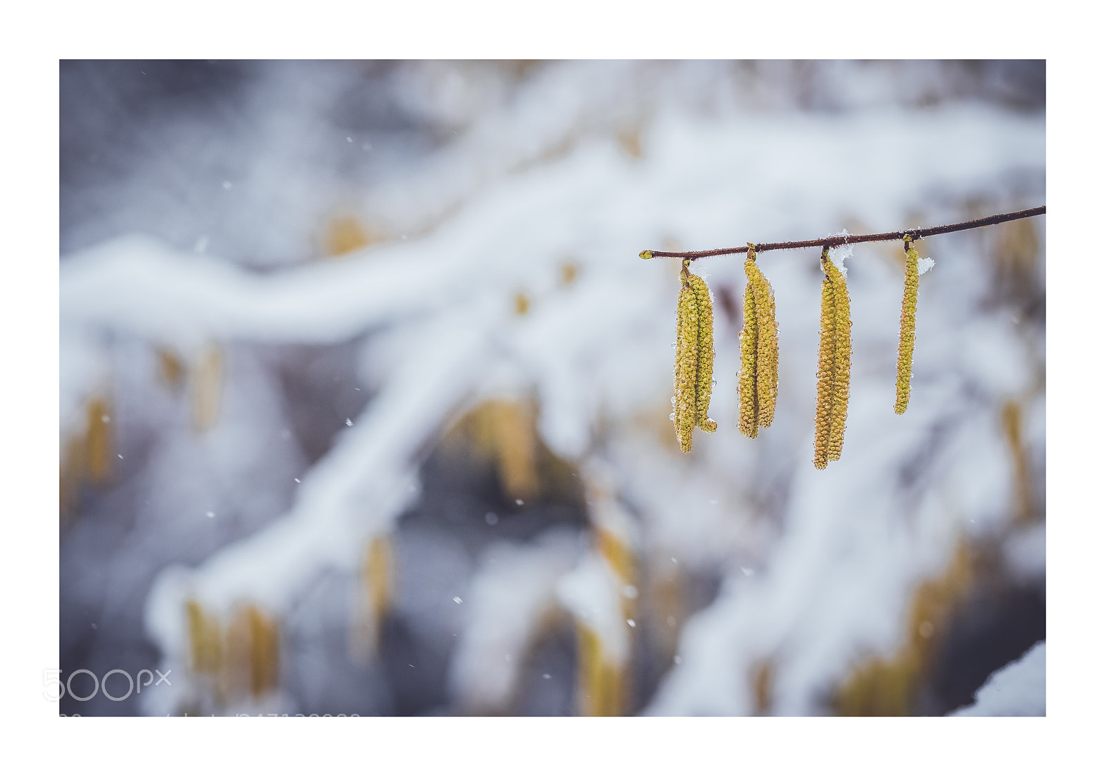 Fujifilm X-T10 sample photo. Winter photography