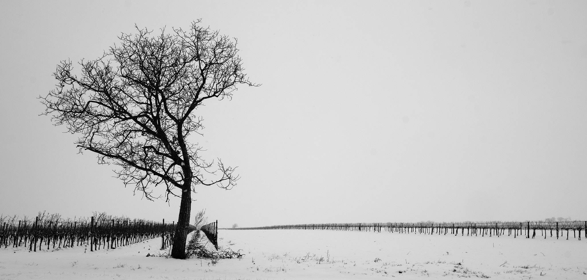 Canon EOS 550D (EOS Rebel T2i / EOS Kiss X4) sample photo. In the winter... photography