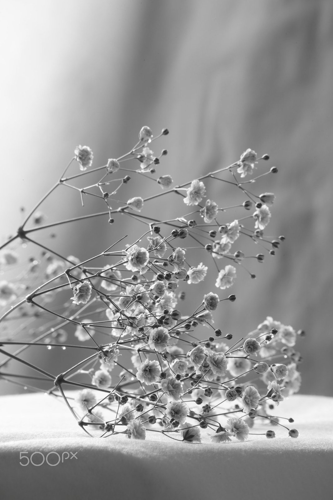 Canon EOS 5D Mark II + Sigma 70-300mm F4-5.6 APO DG Macro sample photo. Buds and flowers photography