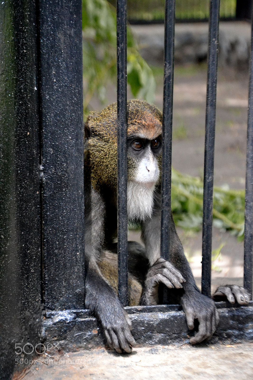 Nikon D3100 sample photo. De brazza's monkey, novosibirsk photography
