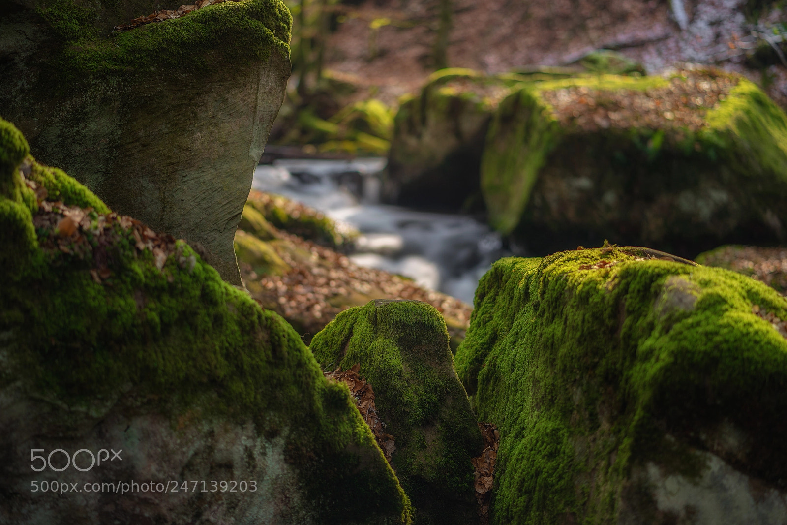 Sony a7 sample photo. Inside palatinate forest photography