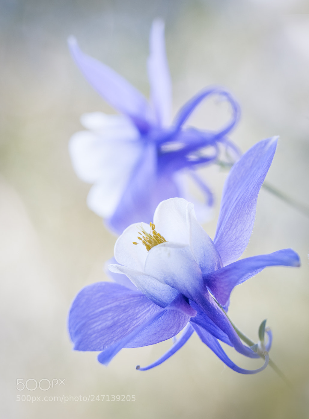Canon EOS 550D (EOS Rebel T2i / EOS Kiss X4) sample photo. Columbine photography