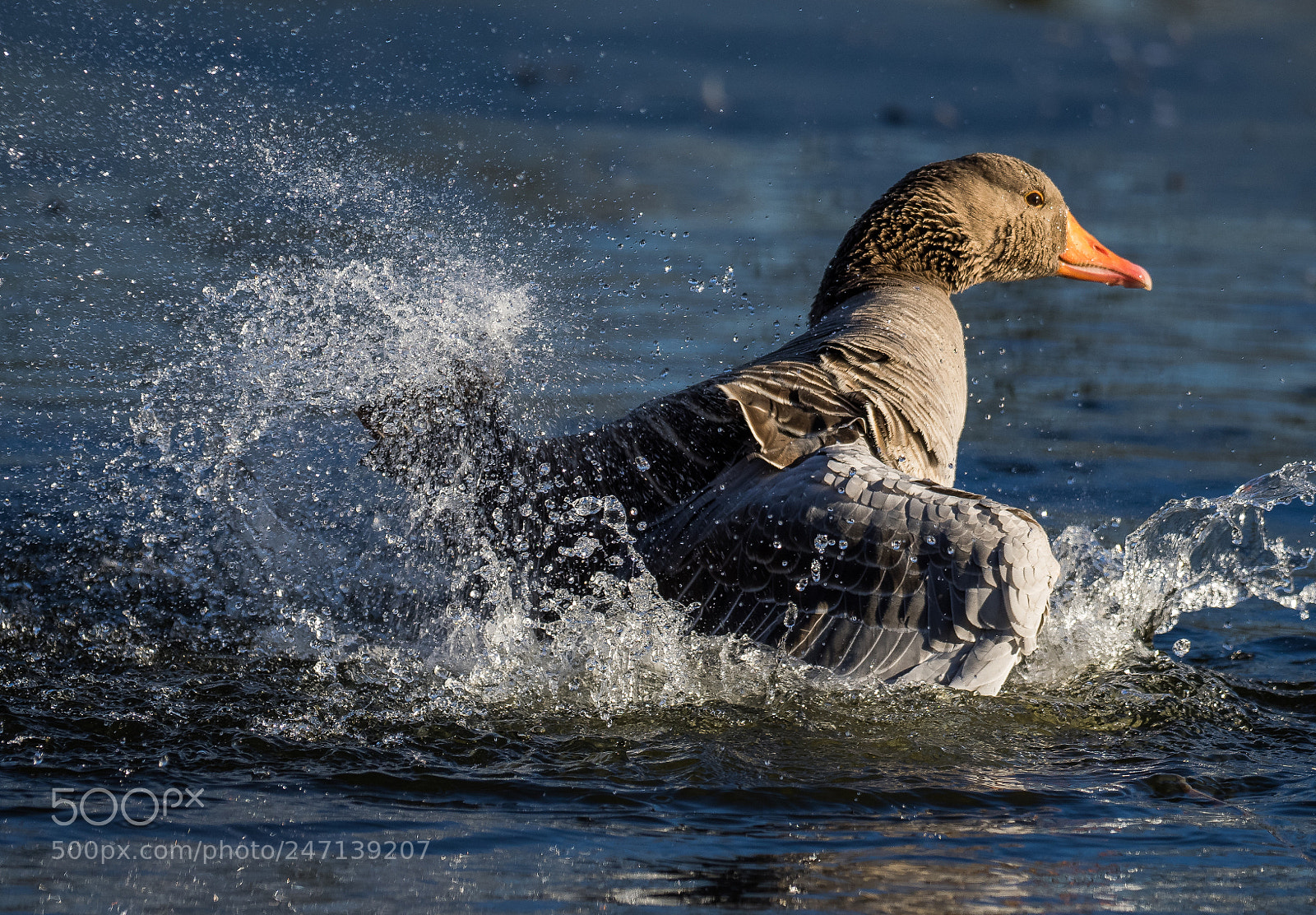 Olympus OM-D E-M1 sample photo. Greylag goose bading photography