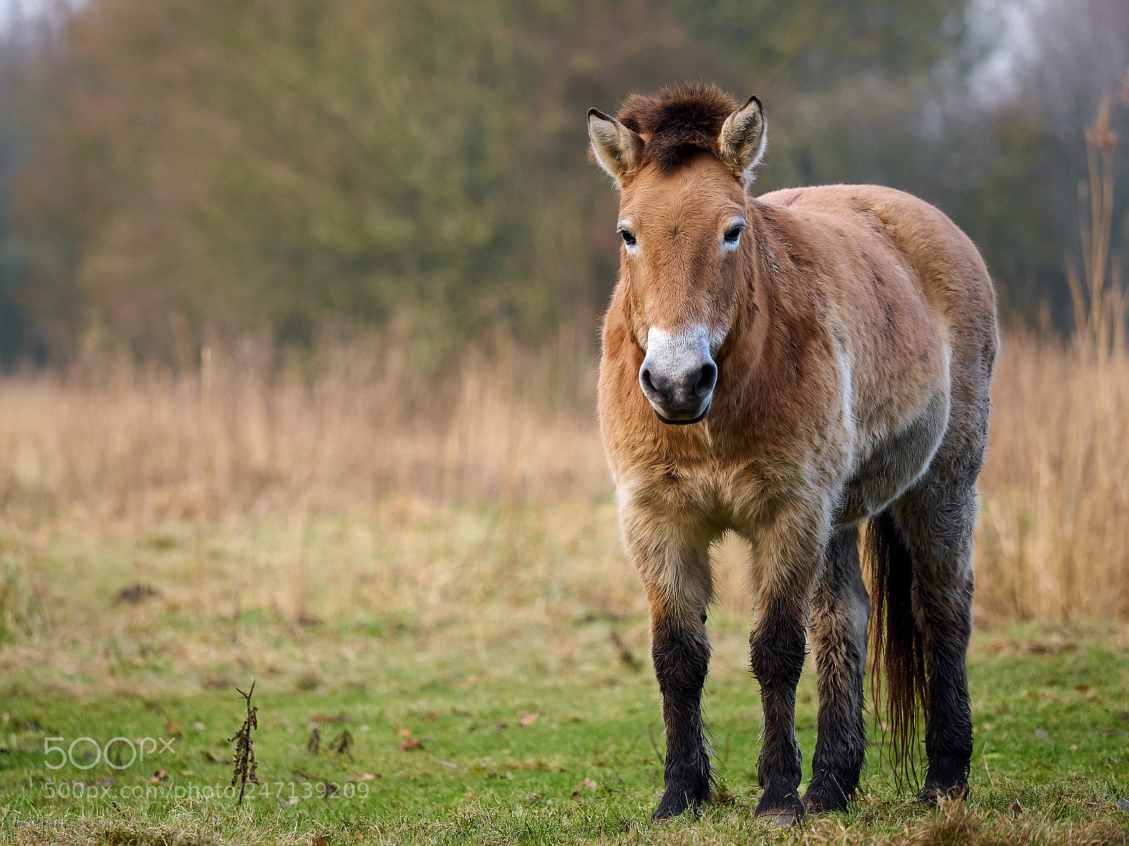 Olympus PEN-F sample photo. Przewalski's horse equus ferus photography