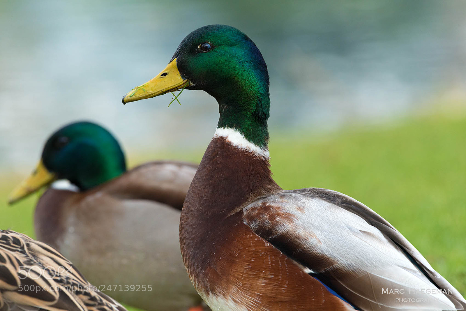 Nikon D800 sample photo. Ducks photography