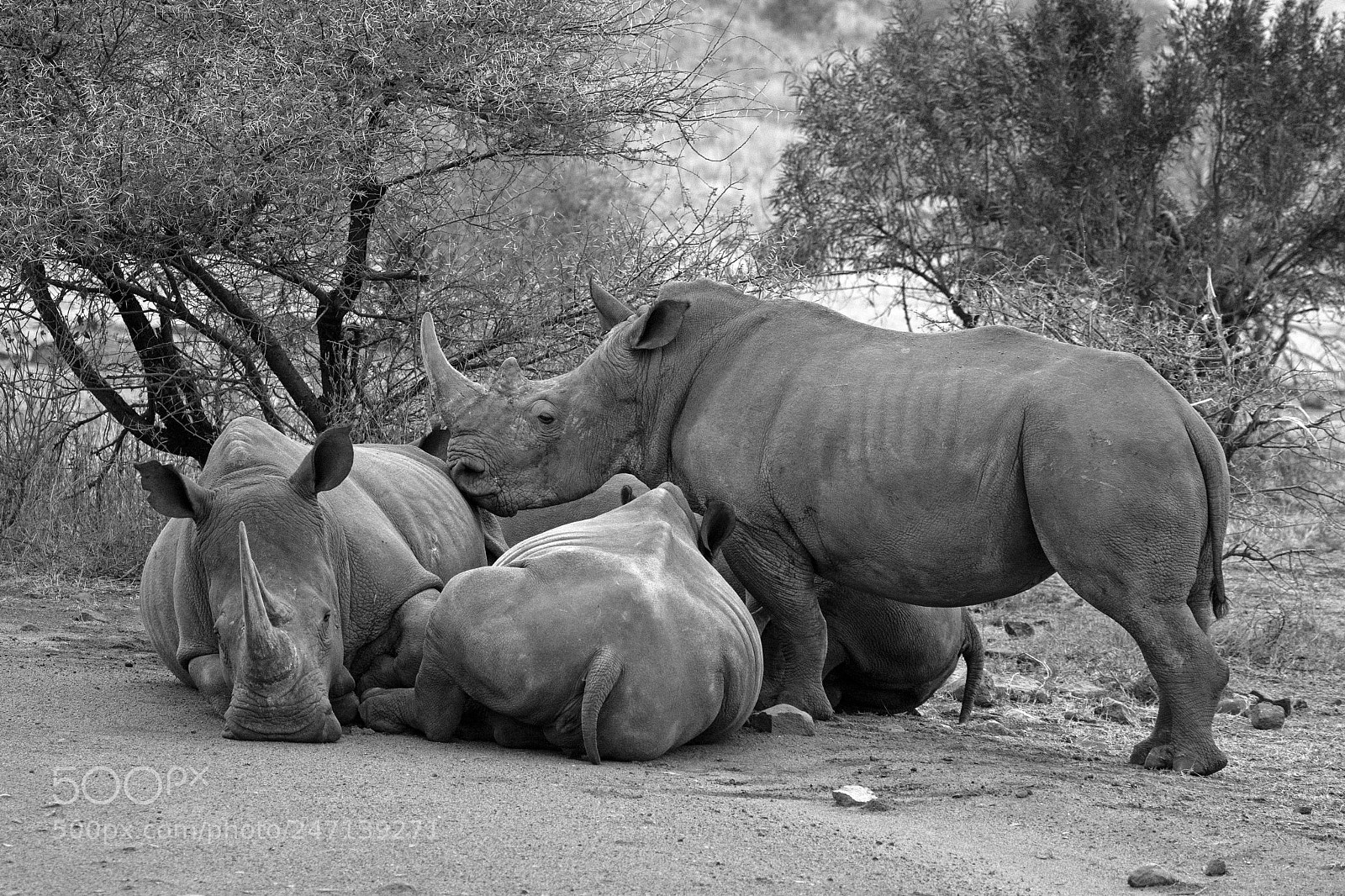 Nikon D7100 sample photo. Rinhos in herd photography