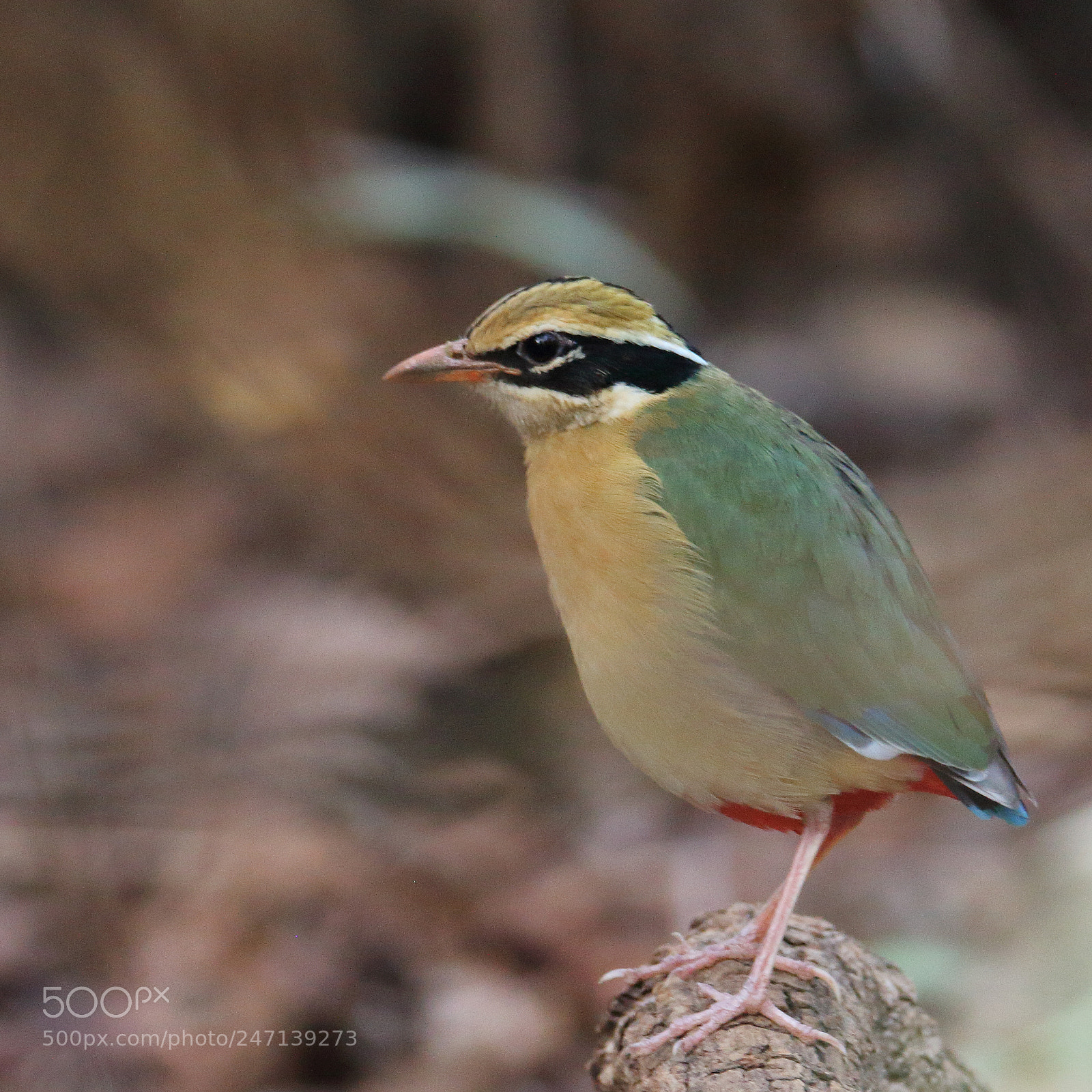 Canon EOS 1200D (EOS Rebel T5 / EOS Kiss X70 / EOS Hi) sample photo. Indian pitta photography