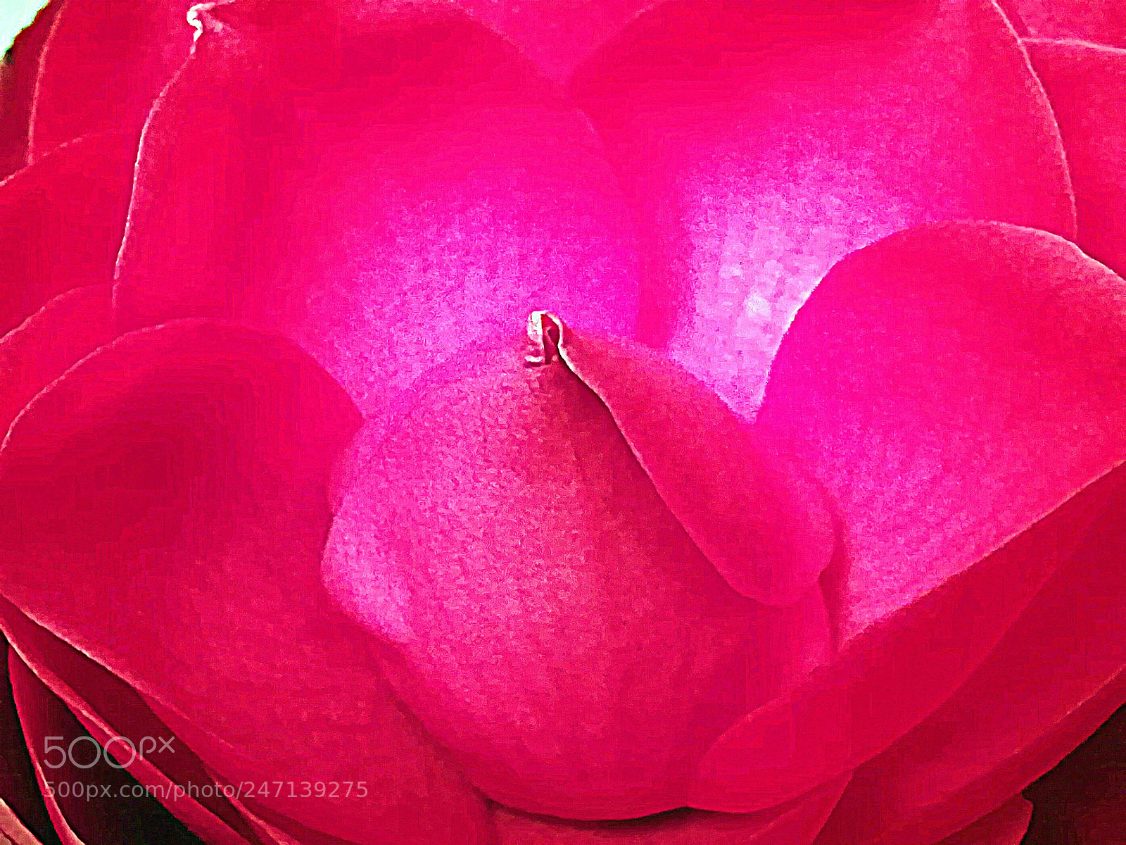 HUAWEI honor 6x sample photo. Flower in red photography