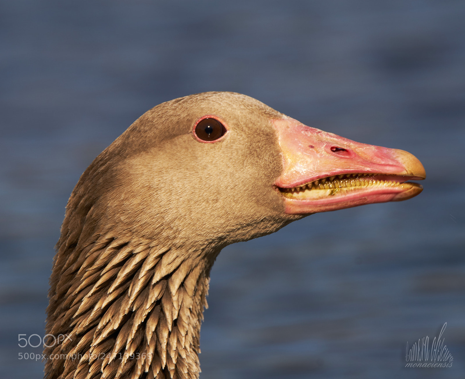 Sony ILCA-77M2 sample photo. Keep smiling photography