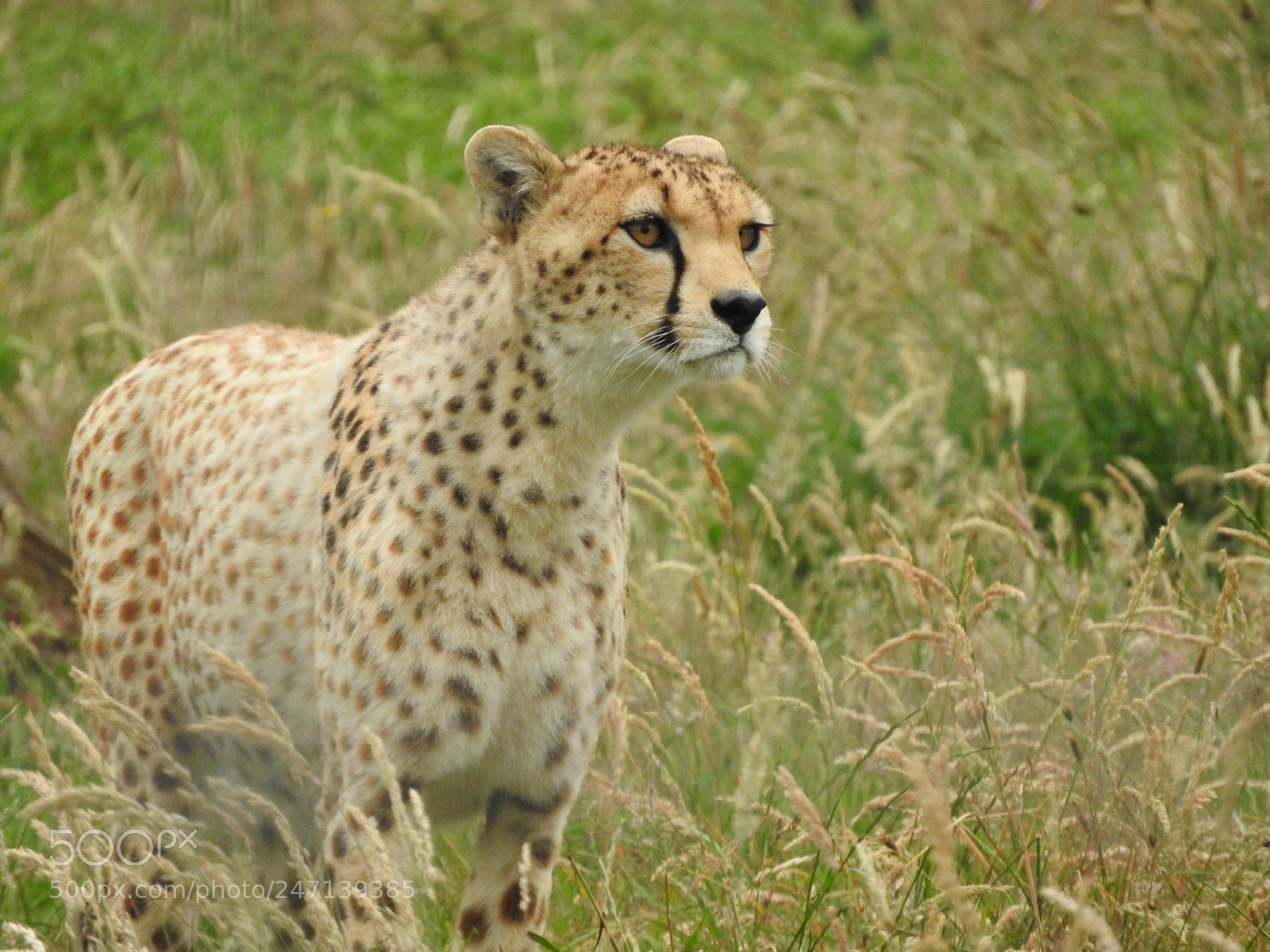 Nikon Coolpix P610 sample photo. Cheetah photography