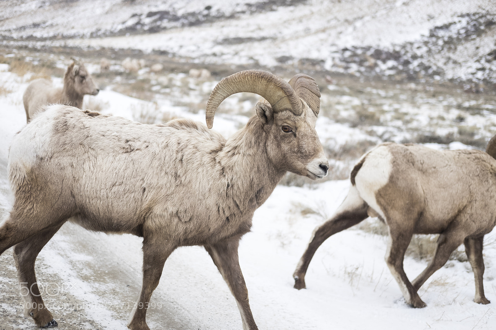 Fujifilm X-T1 sample photo. Big horn sheep photography