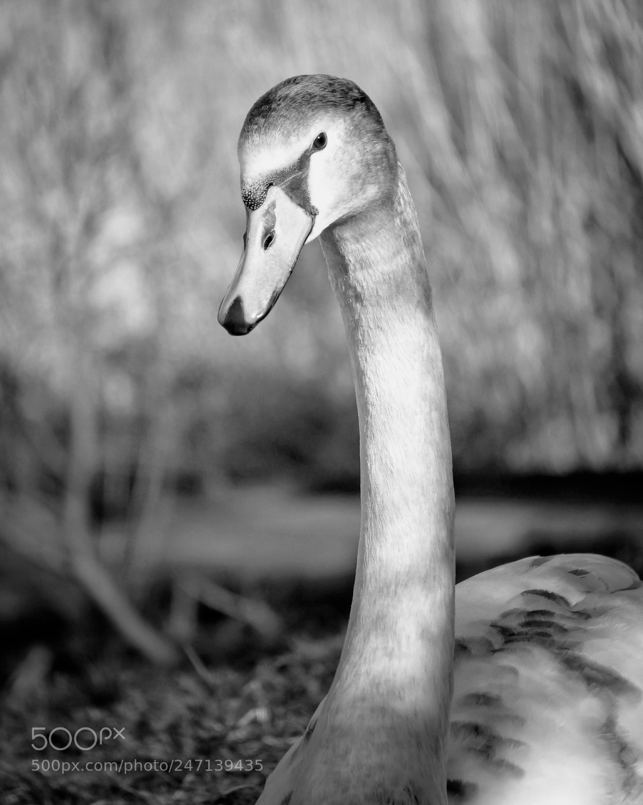 Panasonic Lumix DMC-G5 sample photo. Cygnet photography