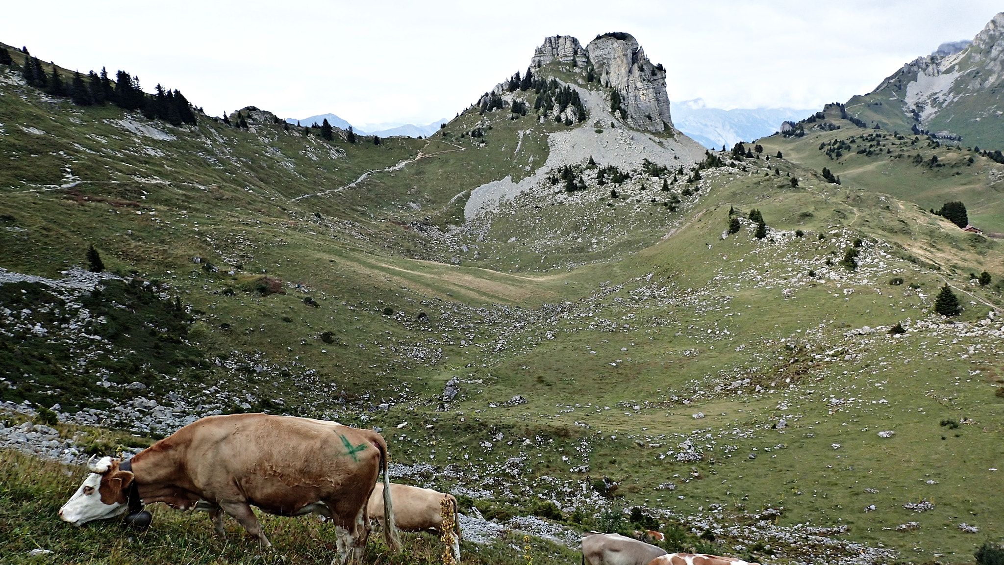Olympus TG-3 sample photo. Schynige platte - bernese alps, switzerland photography