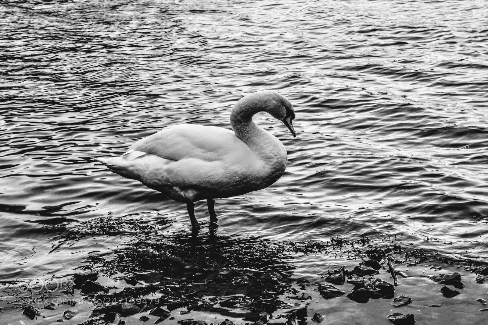 Canon EF-S 18-55mm F3.5-5.6 III sample photo. A white swan in photography