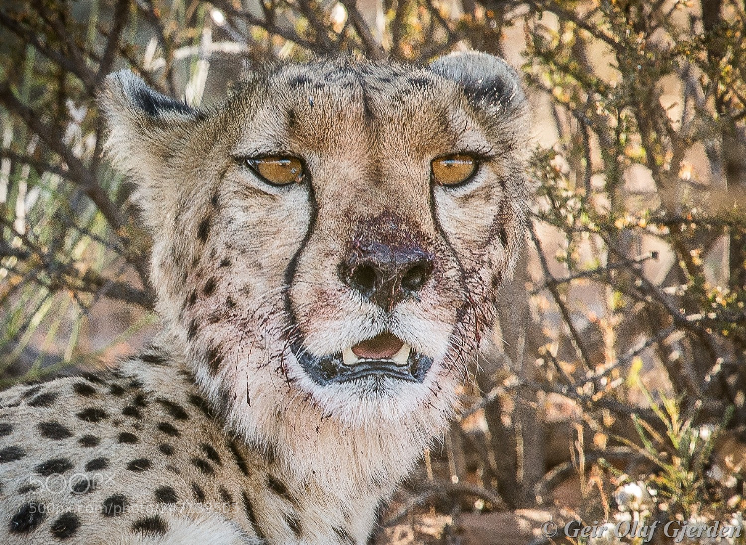 Nikon D600 sample photo. After a perfect hunt photography
