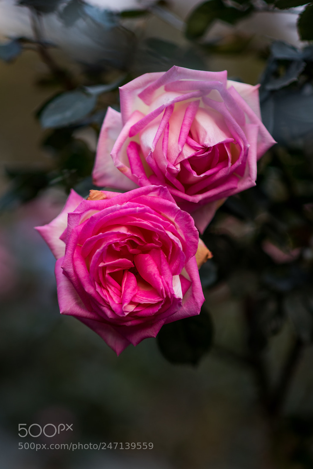 Nikon D810 sample photo. Chinese rose. photography