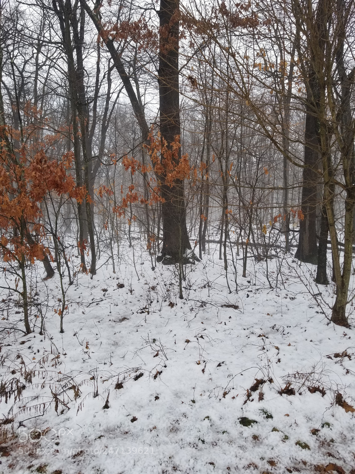 Samsung Galaxy S8+ sample photo. My gallery art photography