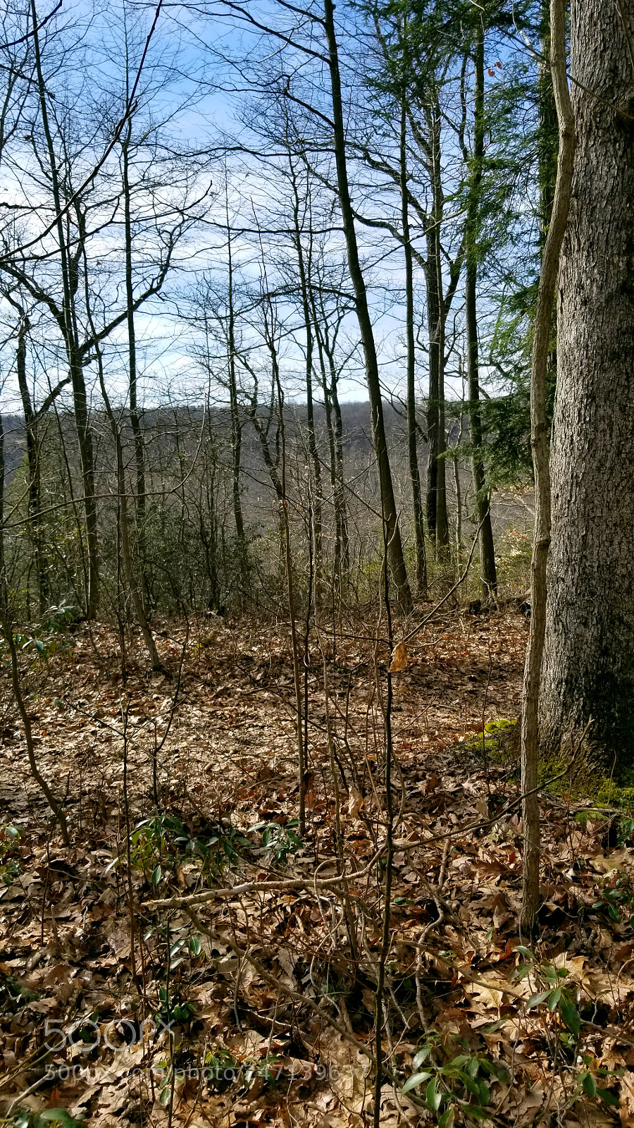 Samsung Galaxy S8+ sample photo. My gallery art photography