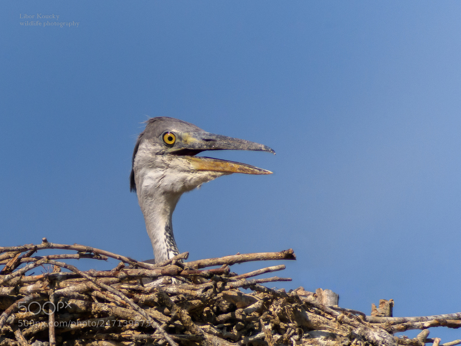 Nikon D500 sample photo. Young grey heron photography