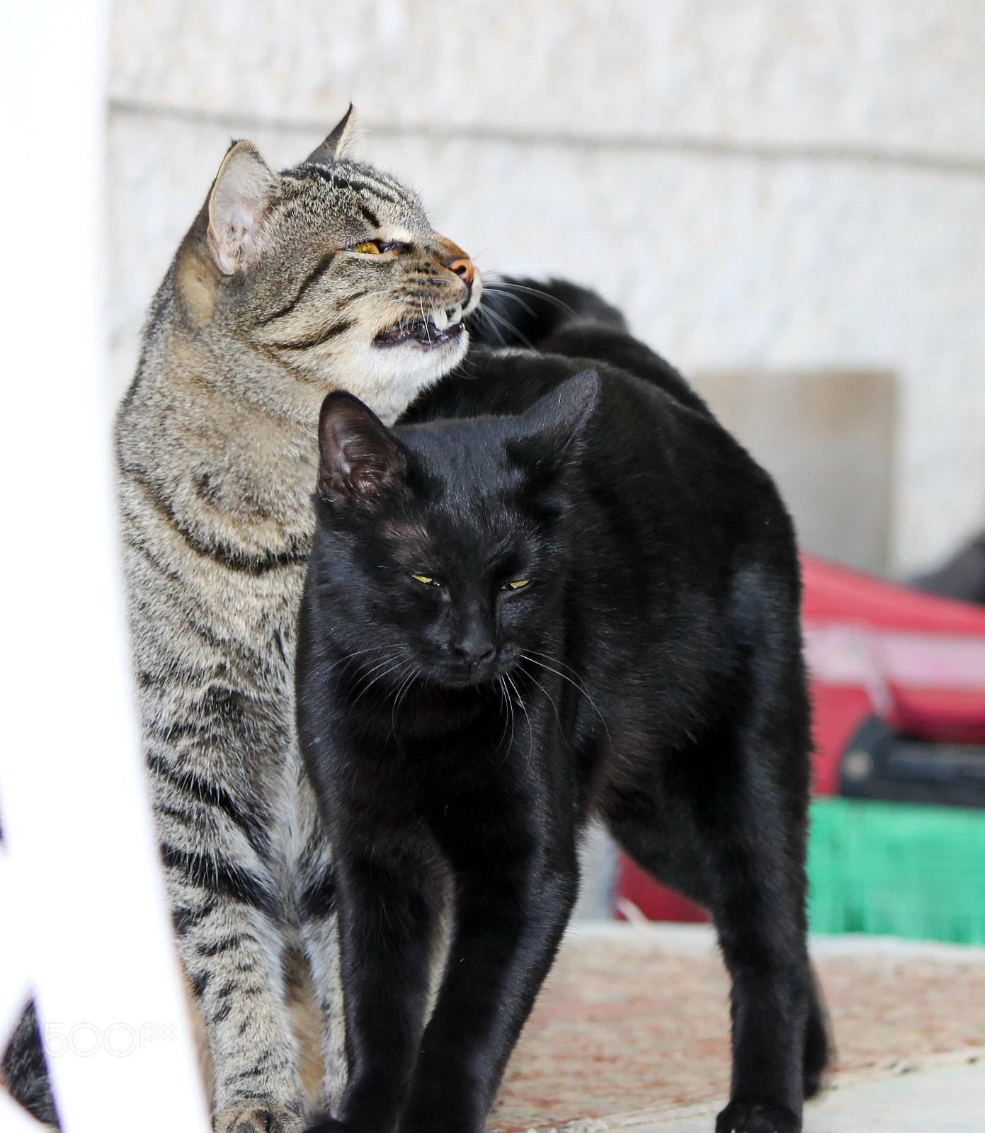 Canon EOS 500D (EOS Rebel T1i / EOS Kiss X3) sample photo. Bonding 2... photography