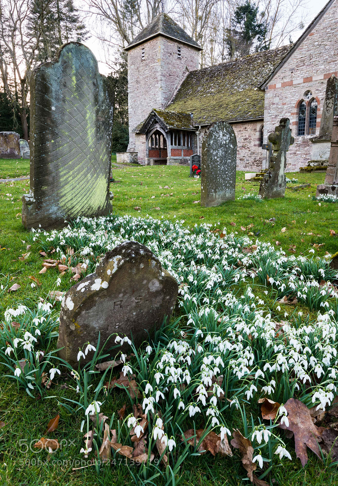 Nikon D7200 sample photo. Churchyard snowdrops photography
