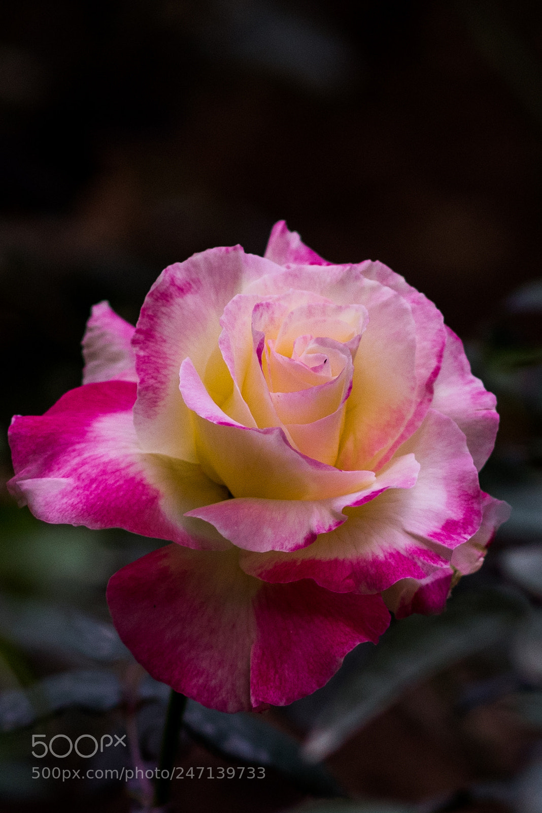 Nikon D810 sample photo. Chinese rose. photography