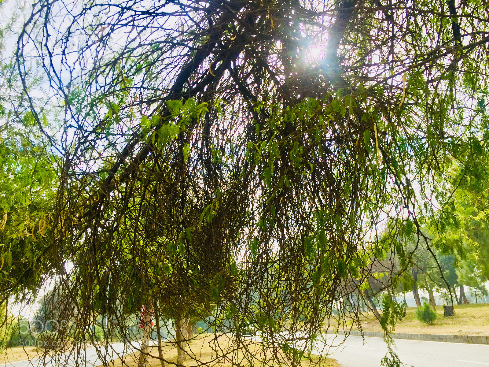 Apple iPhone 6 sample photo. Untitled photography