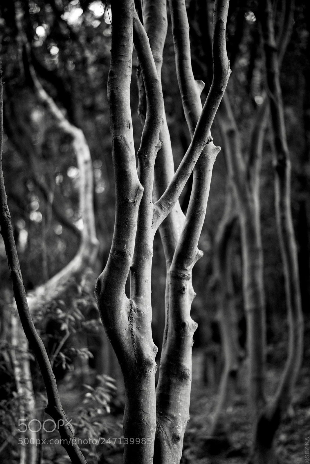 Nikon D810 sample photo. Trunk. photography