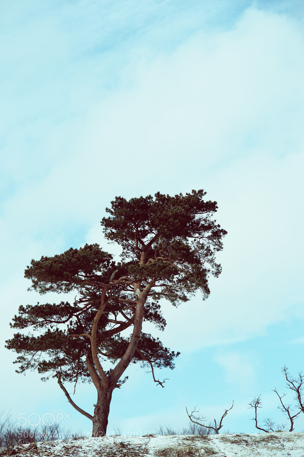 Sony Alpha DSLR-A900 sample photo. The colorscape photography