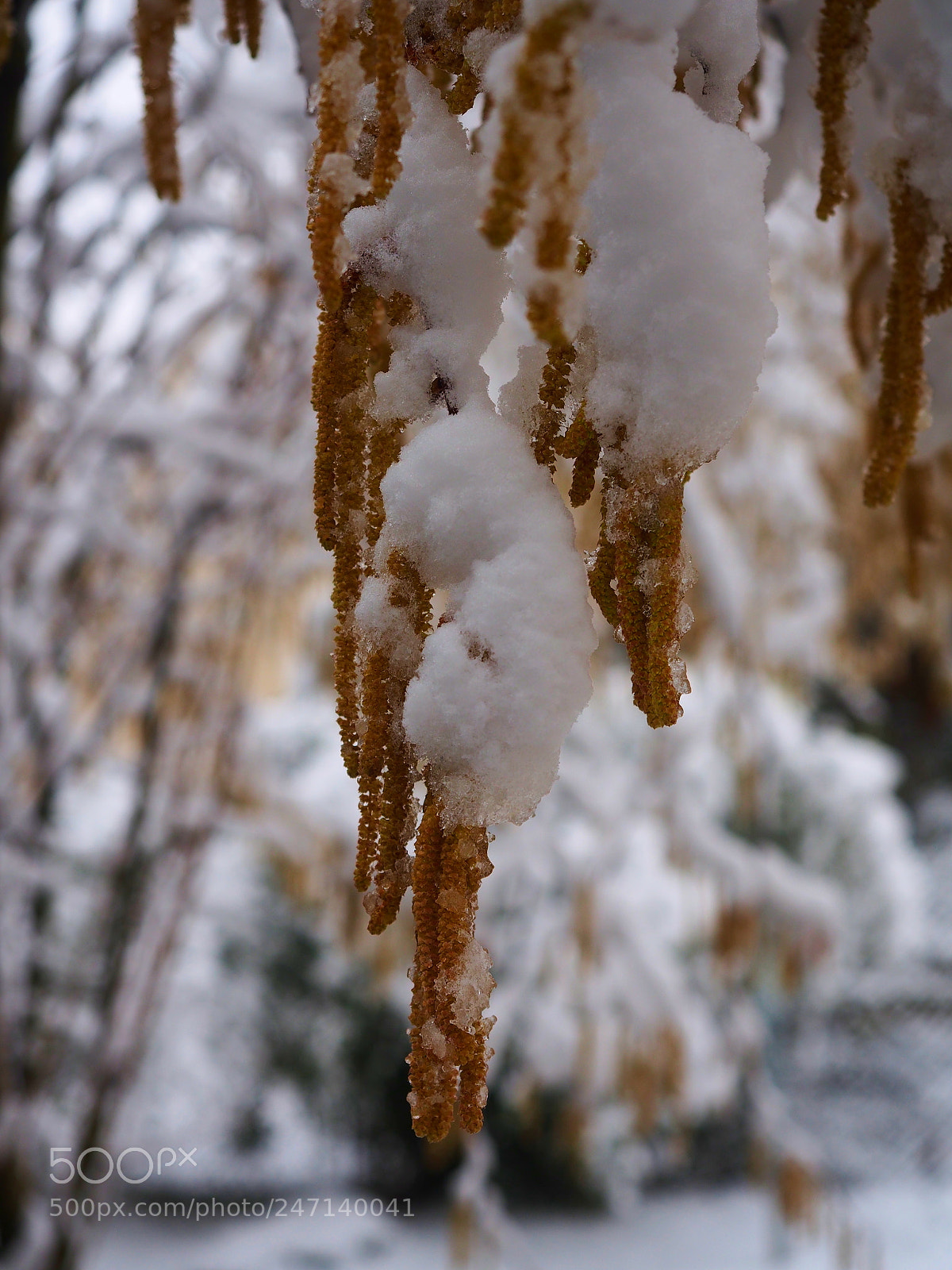 Olympus PEN E-PL5 sample photo. Cold photography