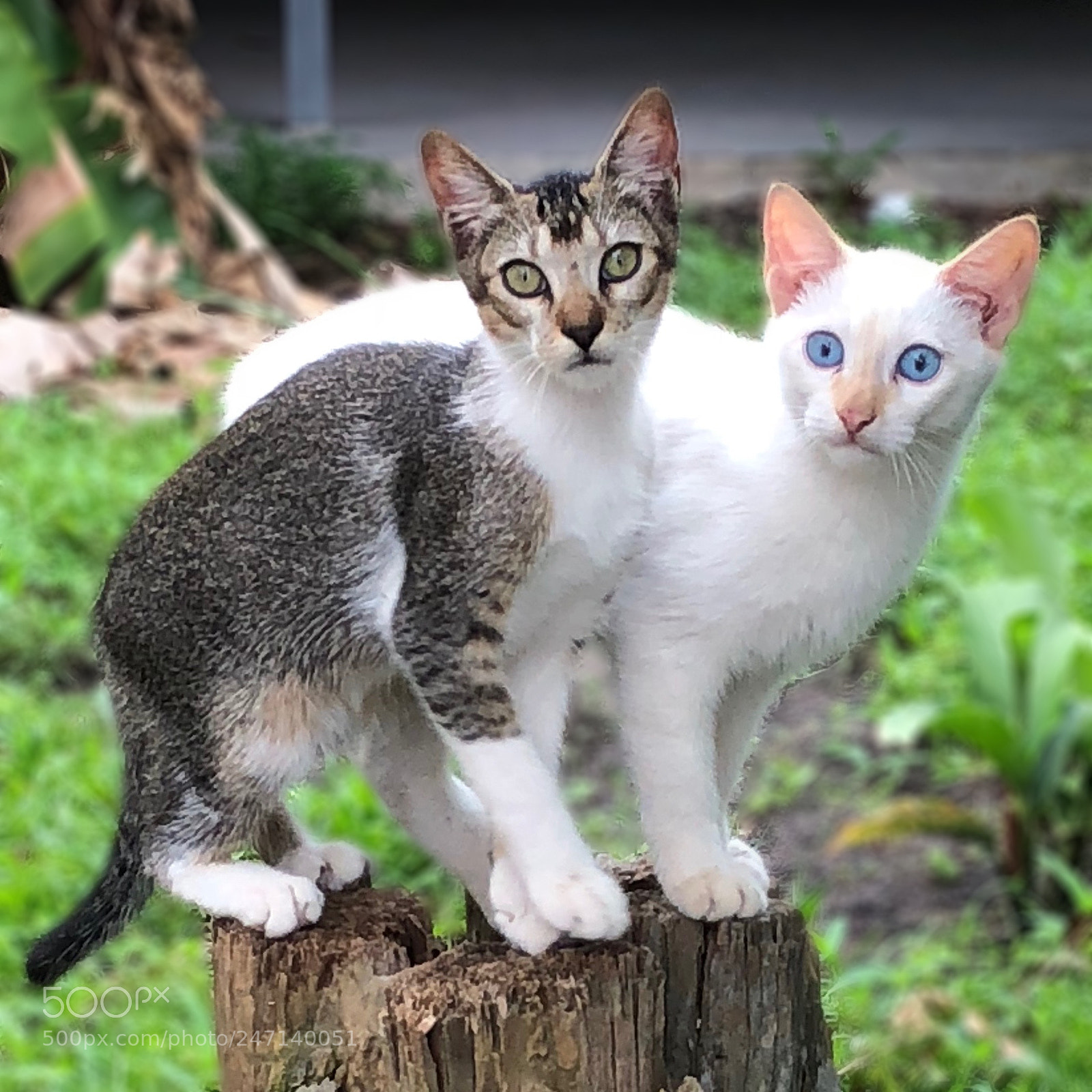 Apple iPhone 8 sample photo. Cats photography