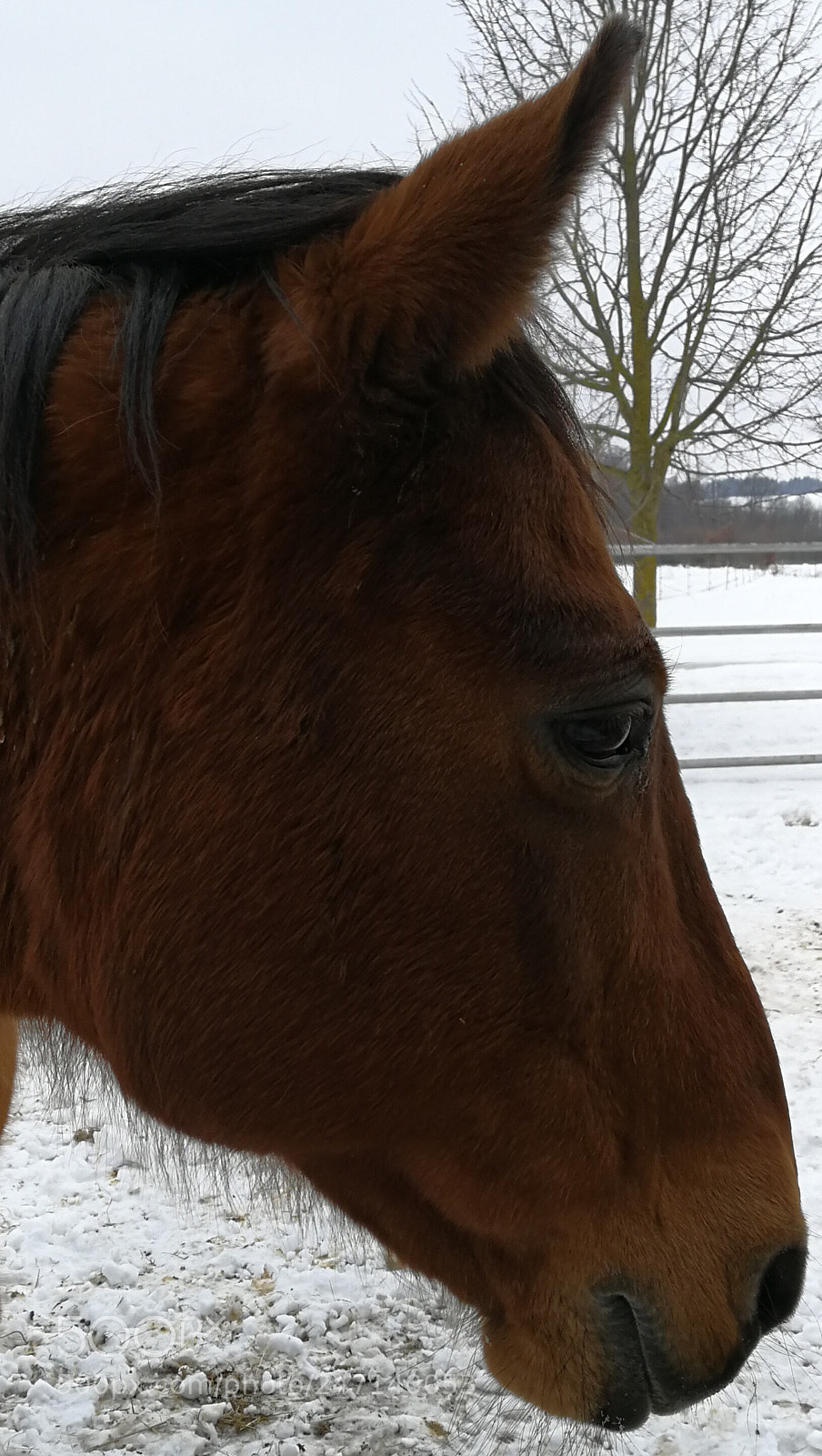 HUAWEI P10 Plus sample photo. Horse photography