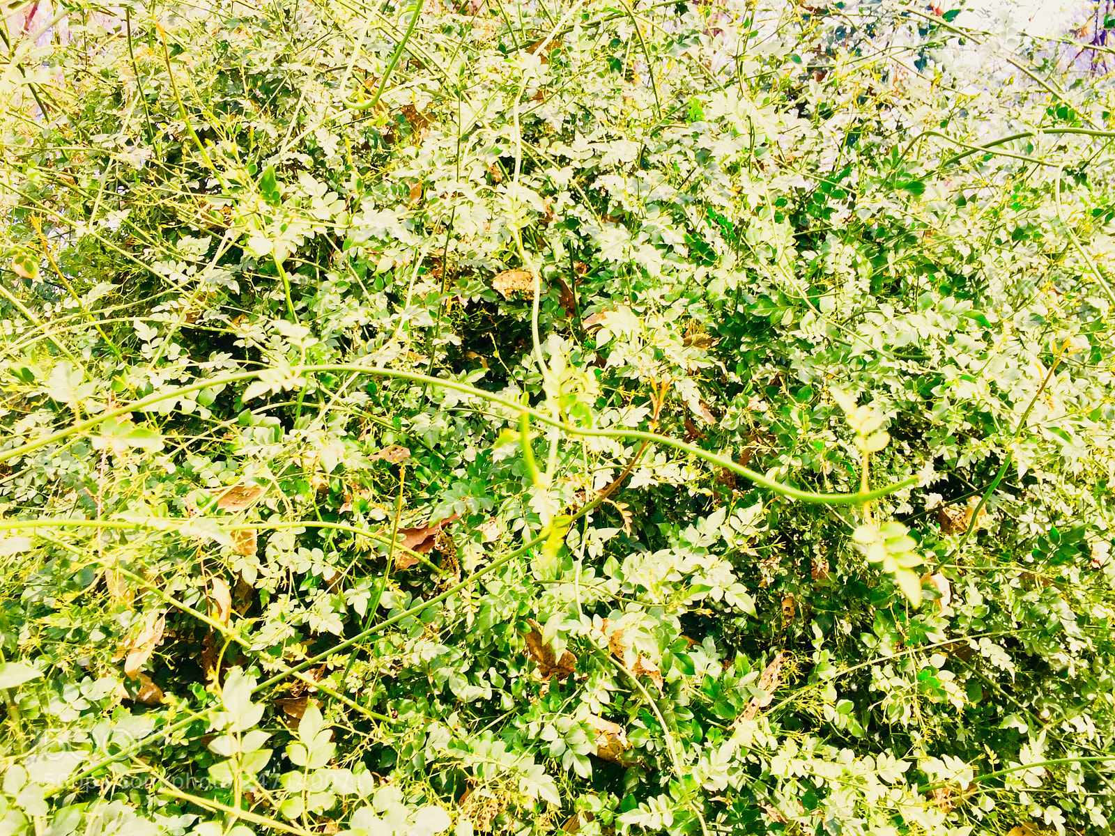 Apple iPhone 6 sample photo. Untitled photography