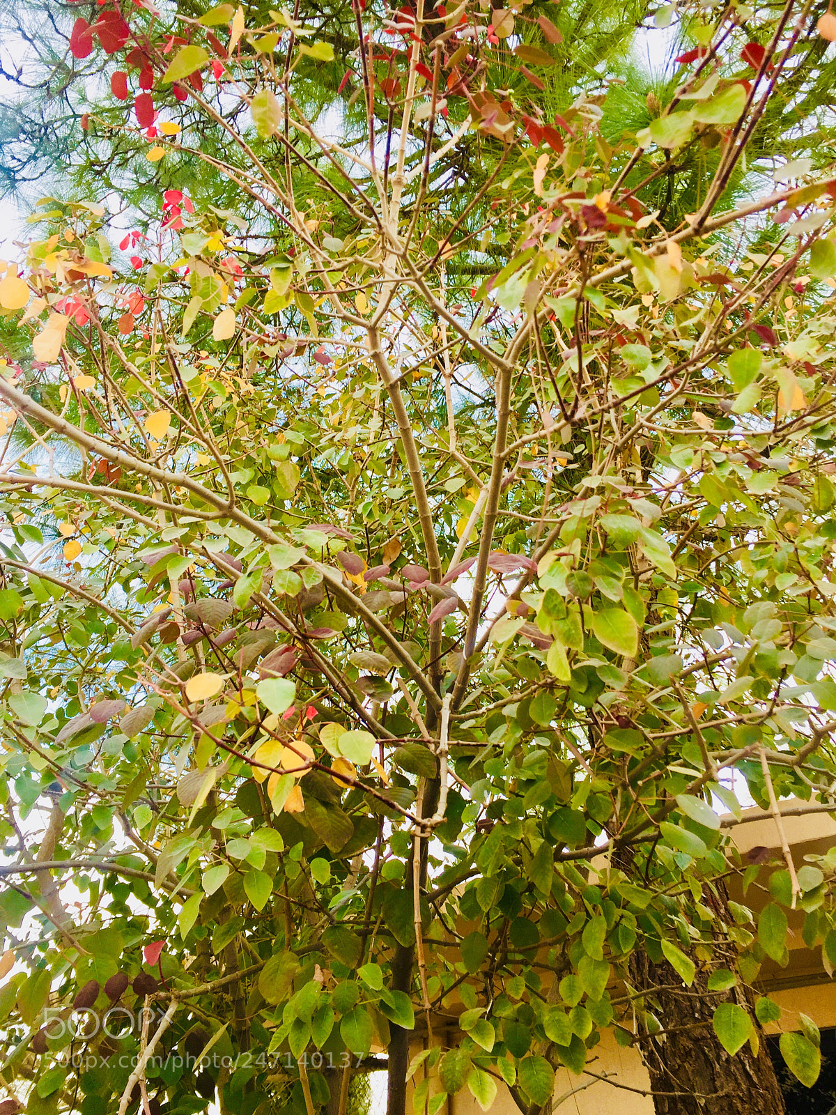 Apple iPhone 6 sample photo. Untitled photography