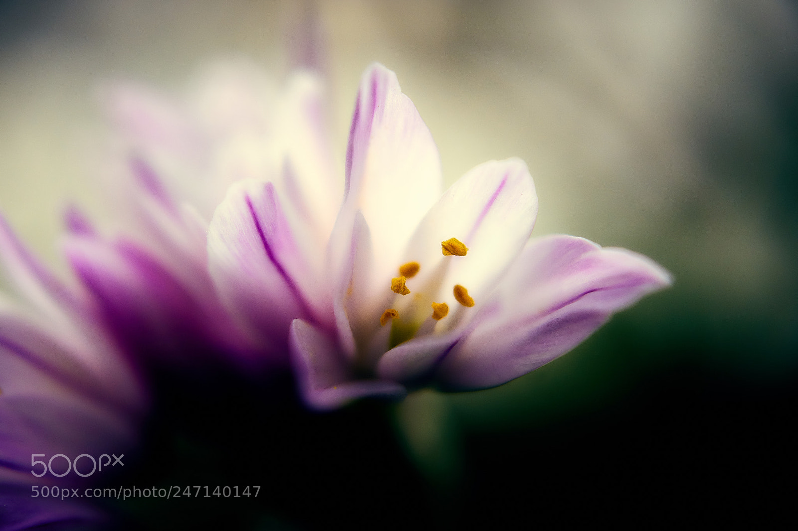 Sony ILCA-77M2 sample photo. El ajo photography