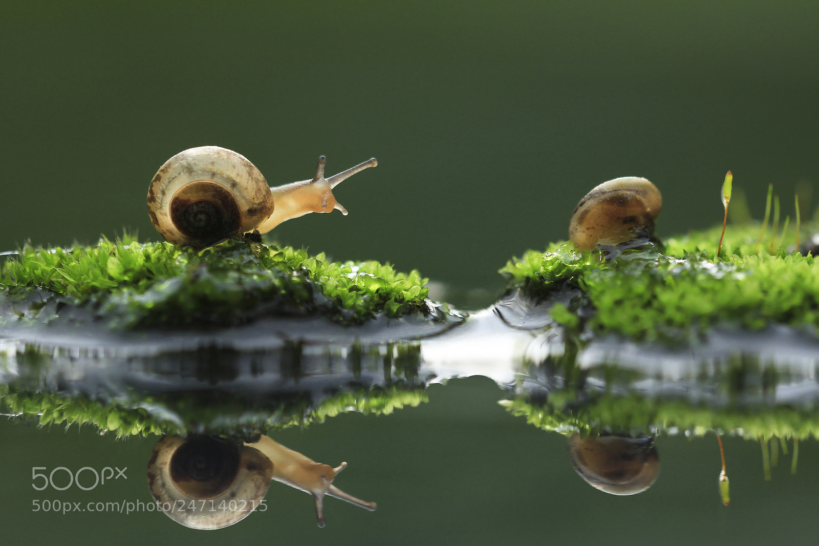 Canon EOS 7D sample photo. Snail photography