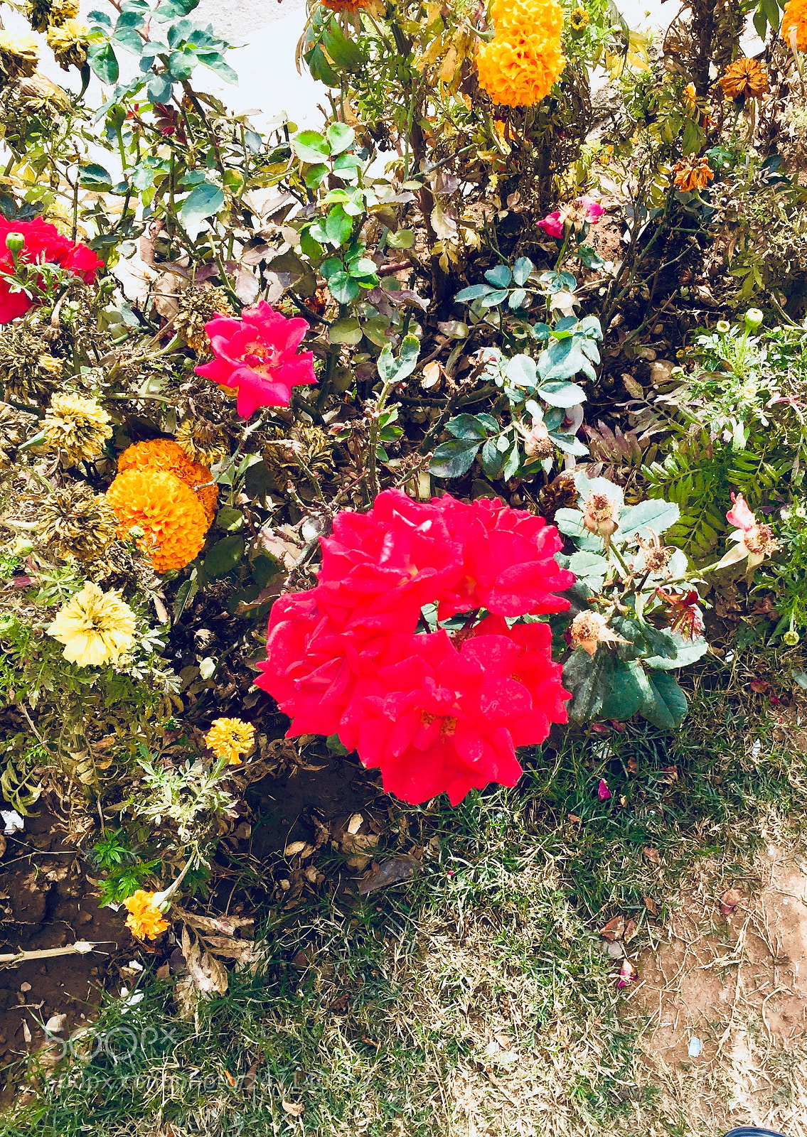 Apple iPhone 6 sample photo. Untitled photography