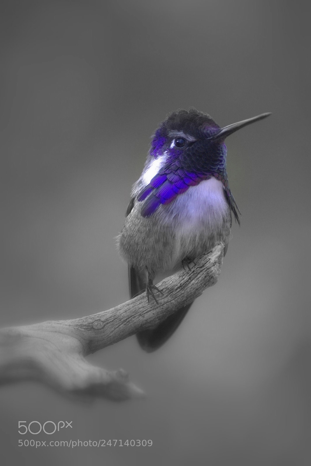 Nikon D70s sample photo. Purple hummingbird photography