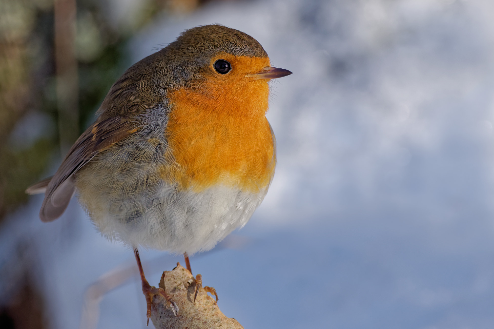 Nikon D5600 + Sigma 150-600mm F5-6.3 DG OS HSM | C sample photo. European robin (erithacus rubecula) photography